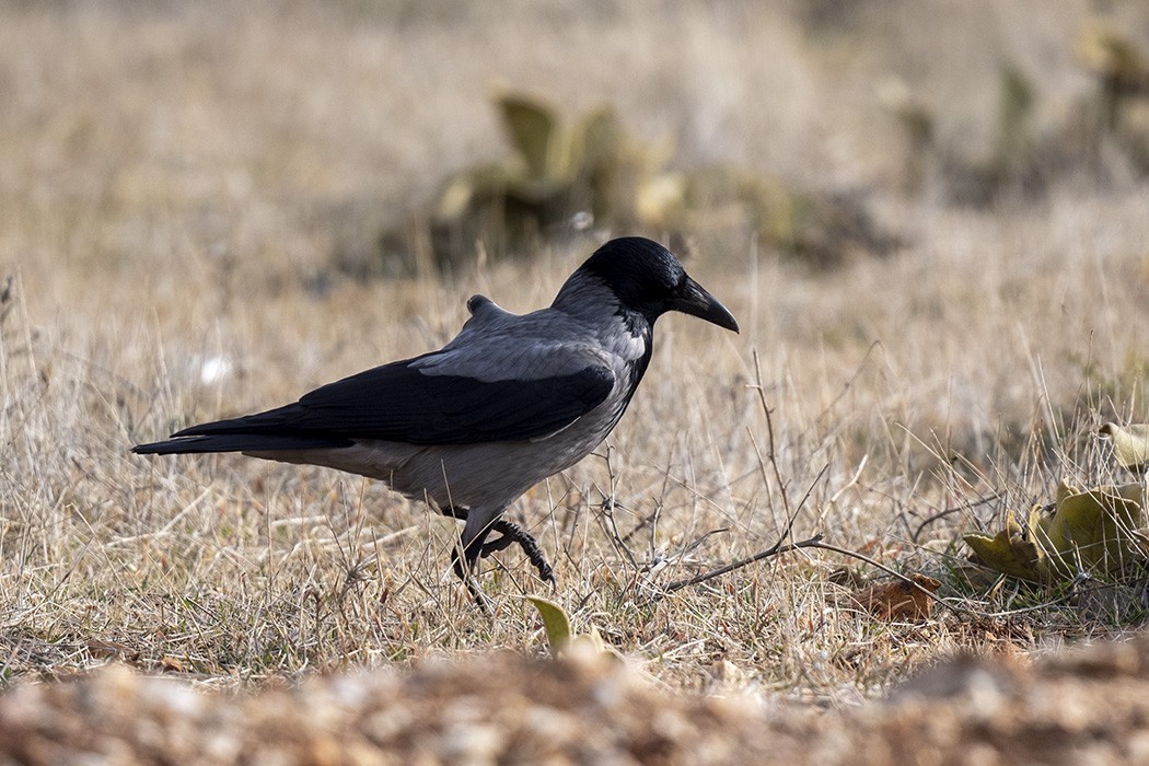 Hooded Crow