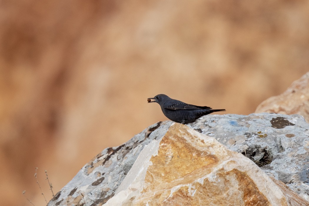 Blue Rock-Thrush