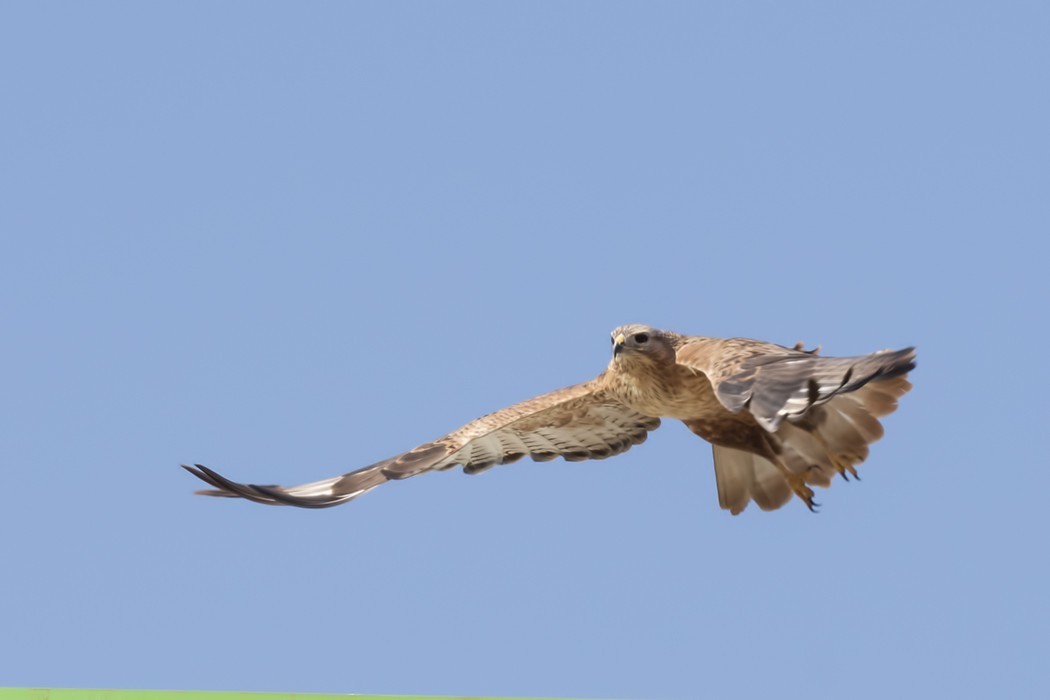 Long-legged Buzzard