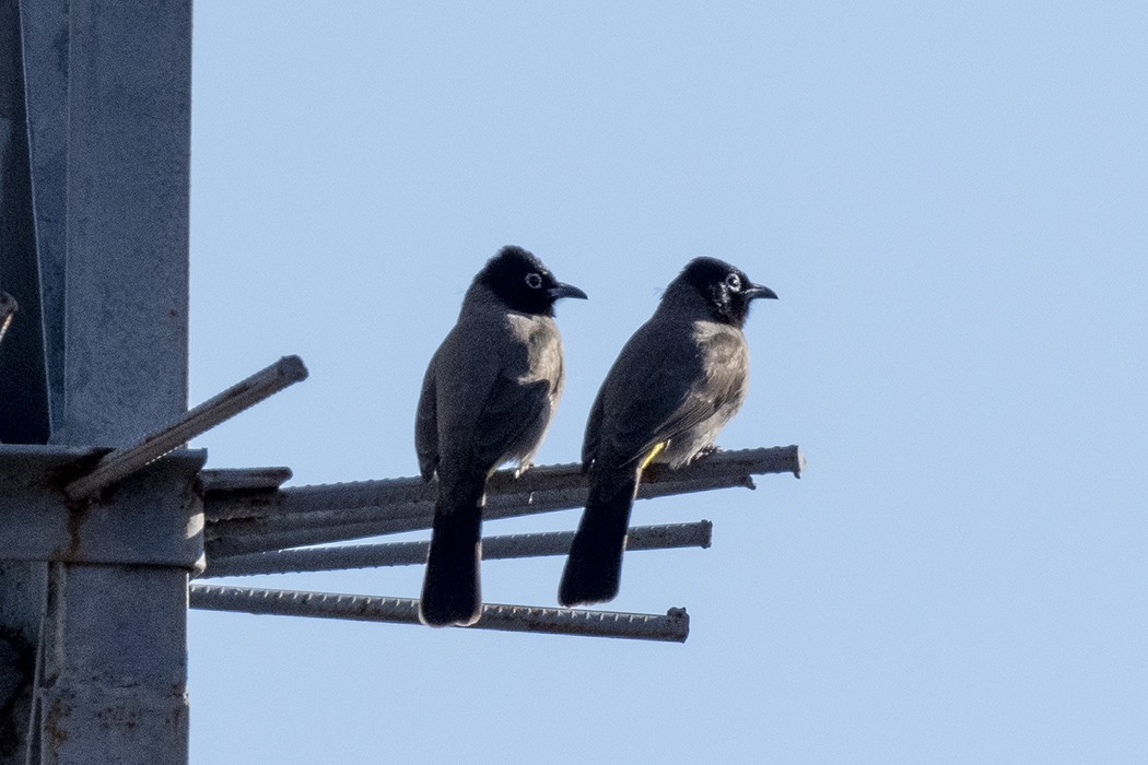 White-spectacled Bulbul