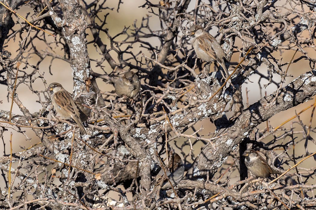 House Sparrow