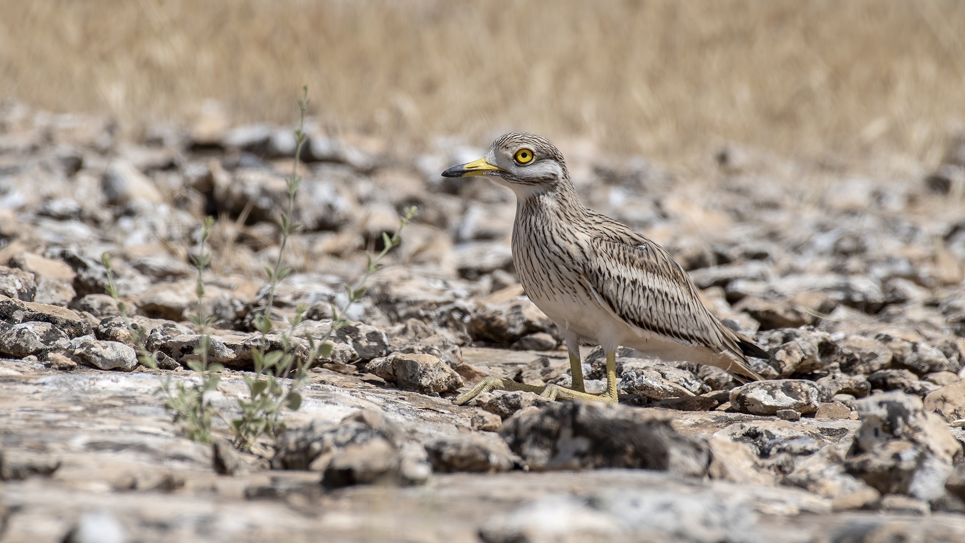 Eurasian Thick-knee