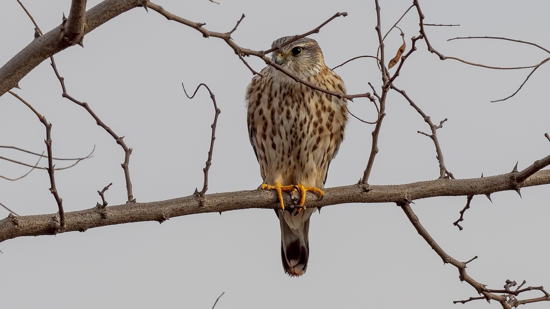 Merlin