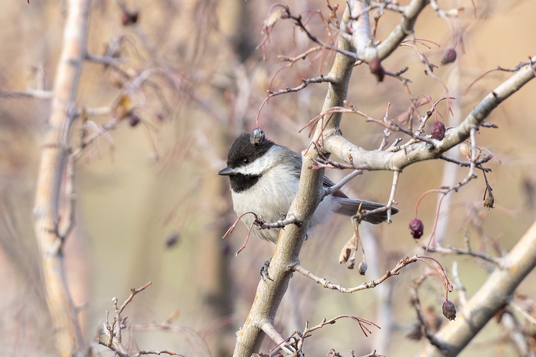 Sombre Tit
