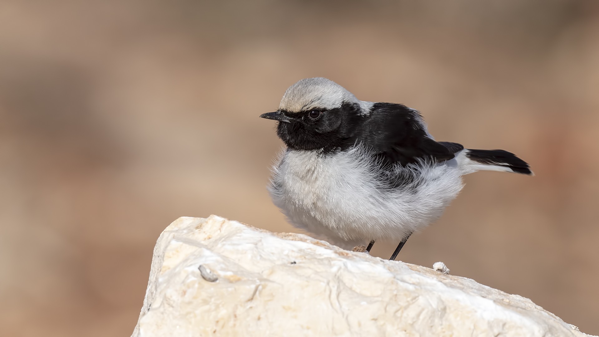 Finsch's Wheatear