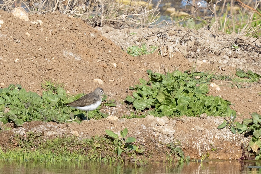 Green Sandpiper