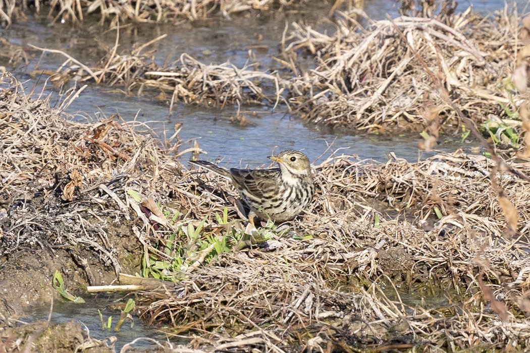 Meadow Pipit