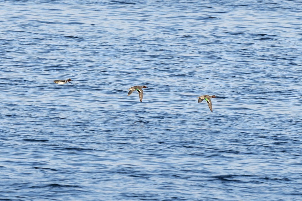 Green-winged Teal