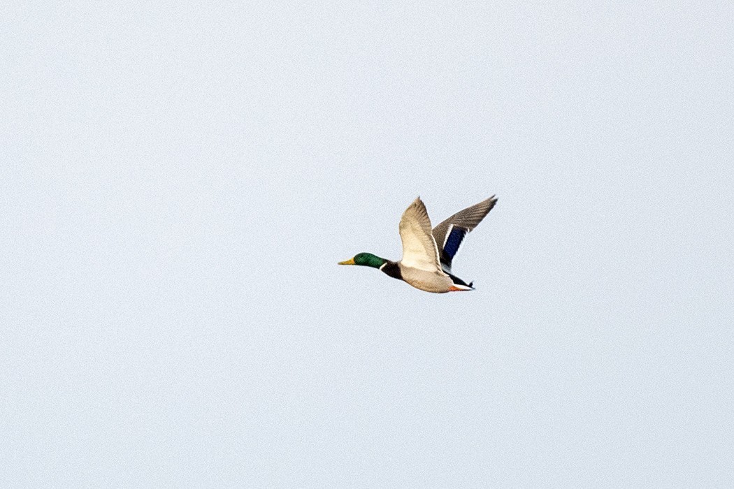Mallard
