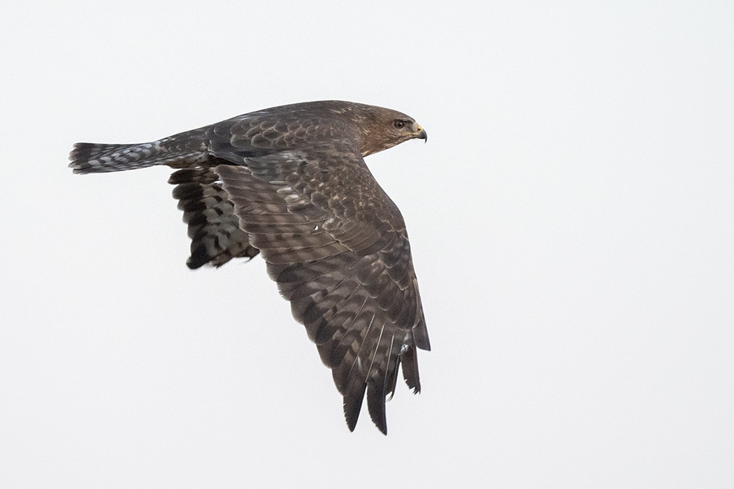 Common Buzzard