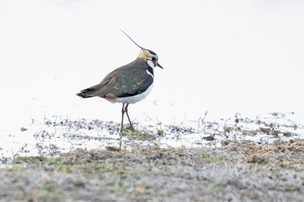 Northern Lapwing