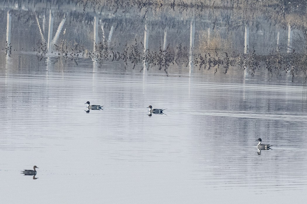 Northern Pintail