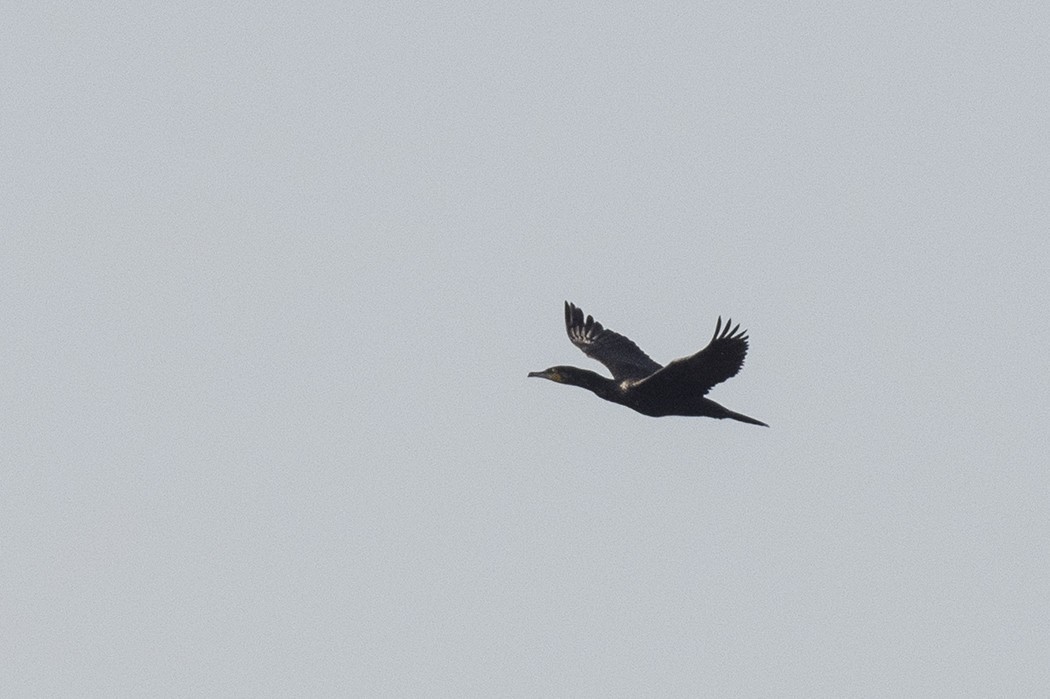 Great Cormorant