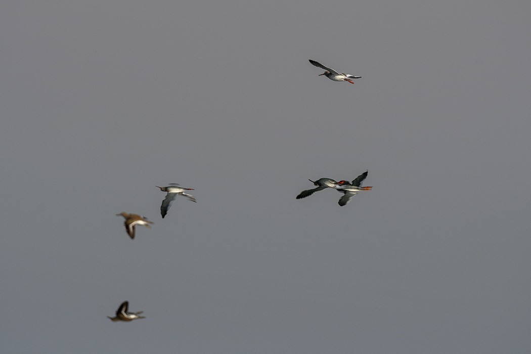 Common Redshank