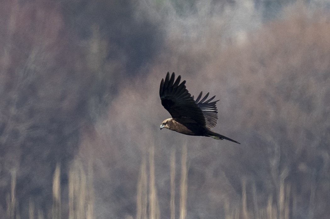 Eurasian Marsh-Harrier