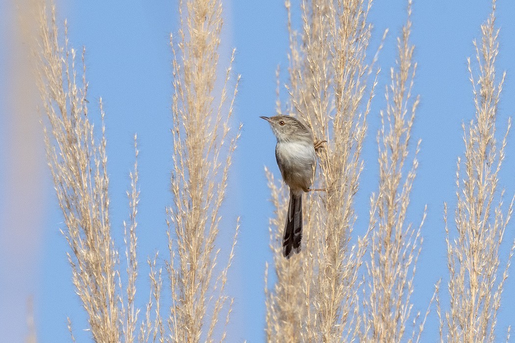 Graceful Prinia