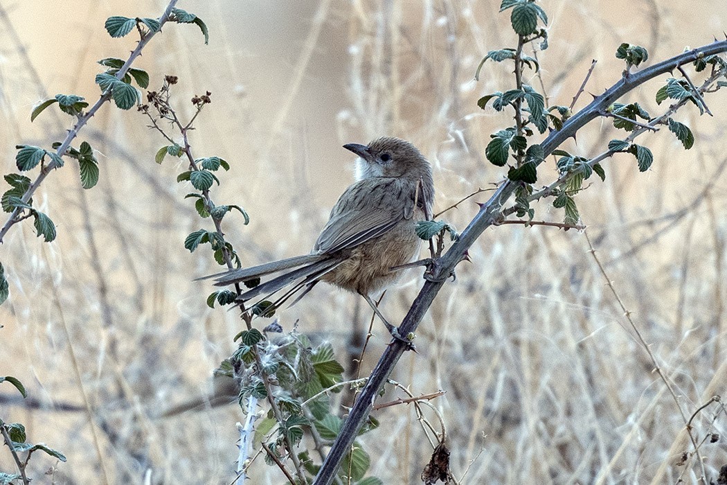 Iraq Babbler