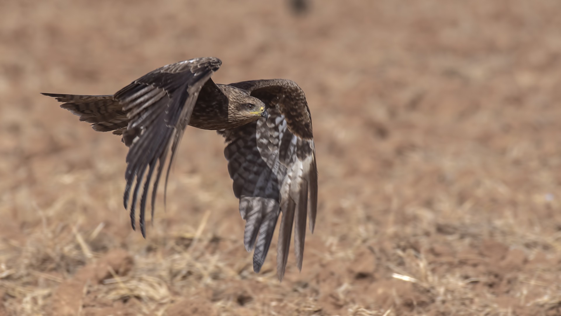 Black Kite