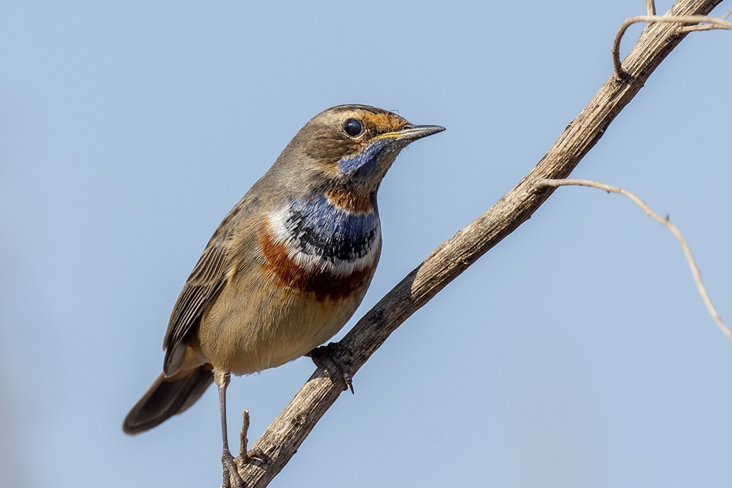 Bluethroat