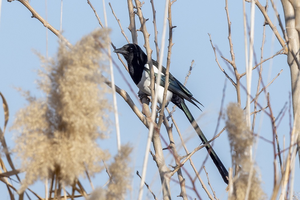Eurasian Magpie