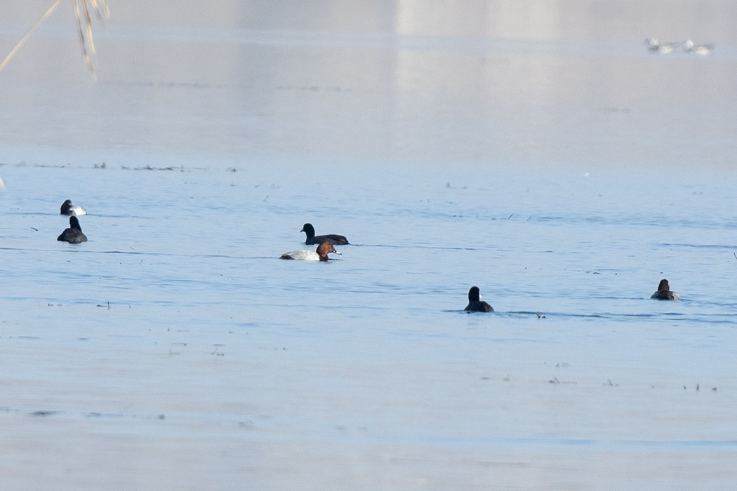 Common Pochard