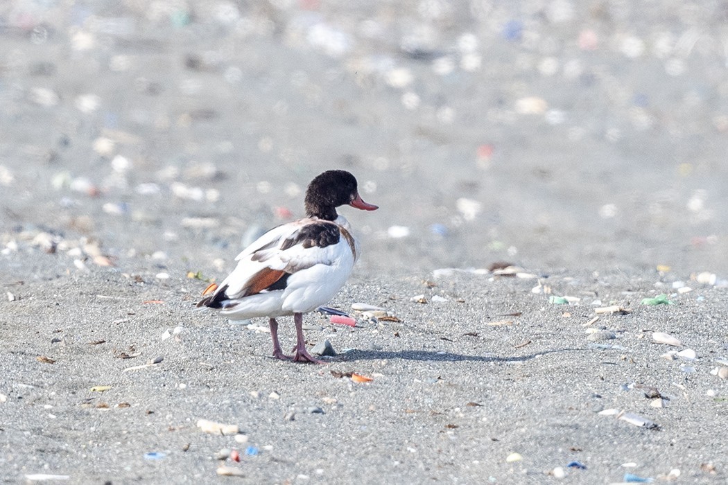 Common Shelduck