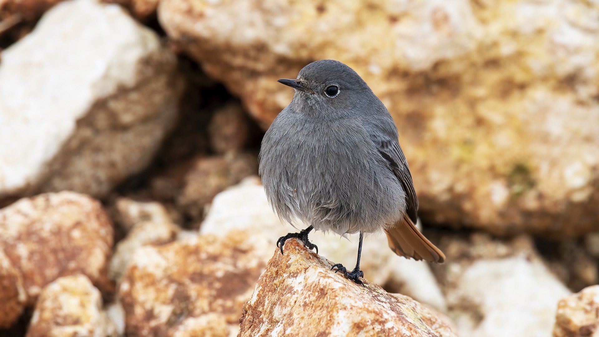 Black Redstart