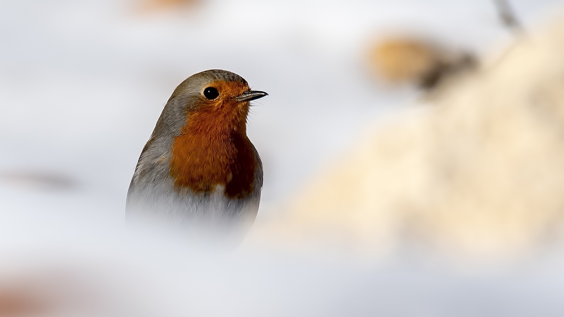 European Robin
