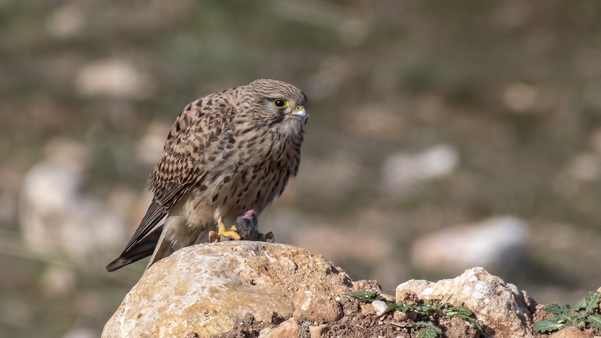 Eurasian Kestrel
