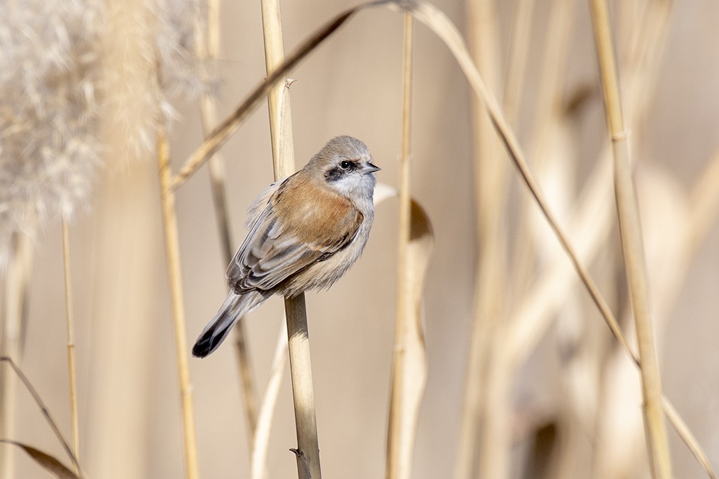 Eurasian Penduline-Tit