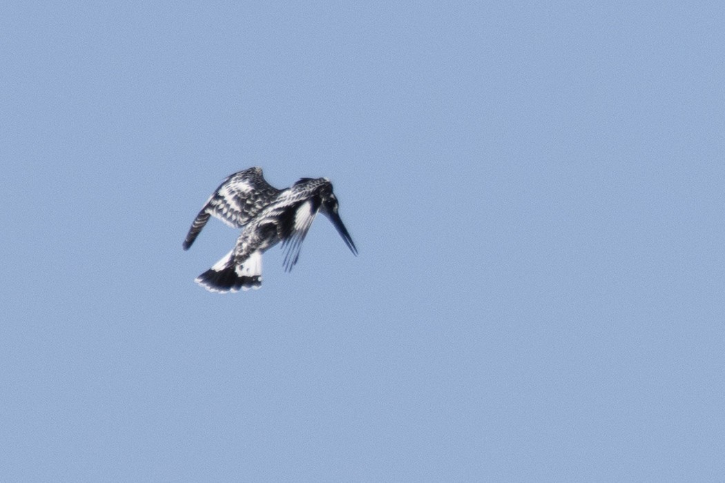 Pied Kingfisher