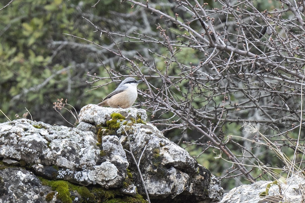 Western Rock Nuthatch