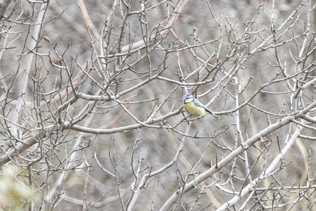 Eurasian Blue Tit