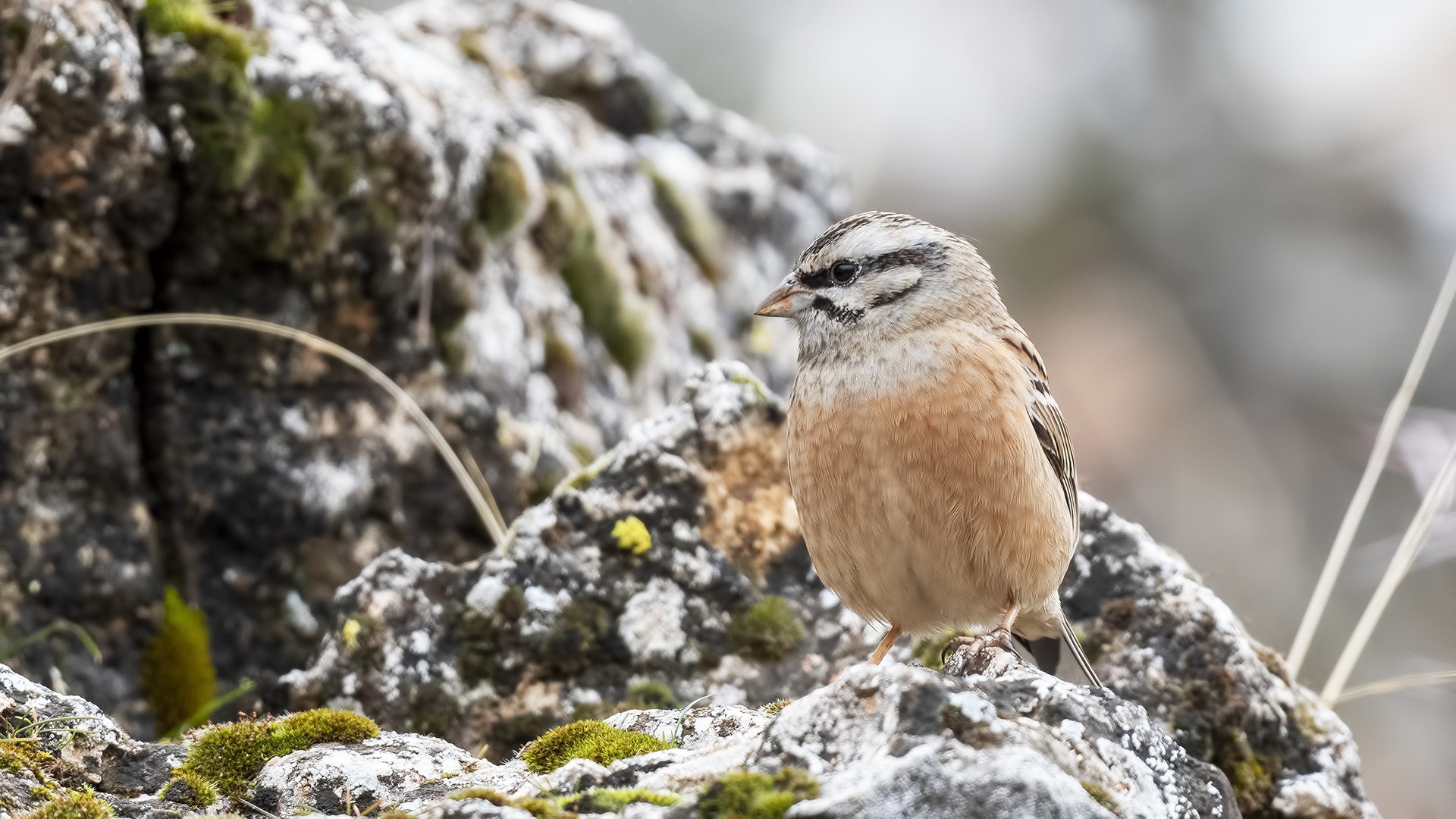 Rock Bunting