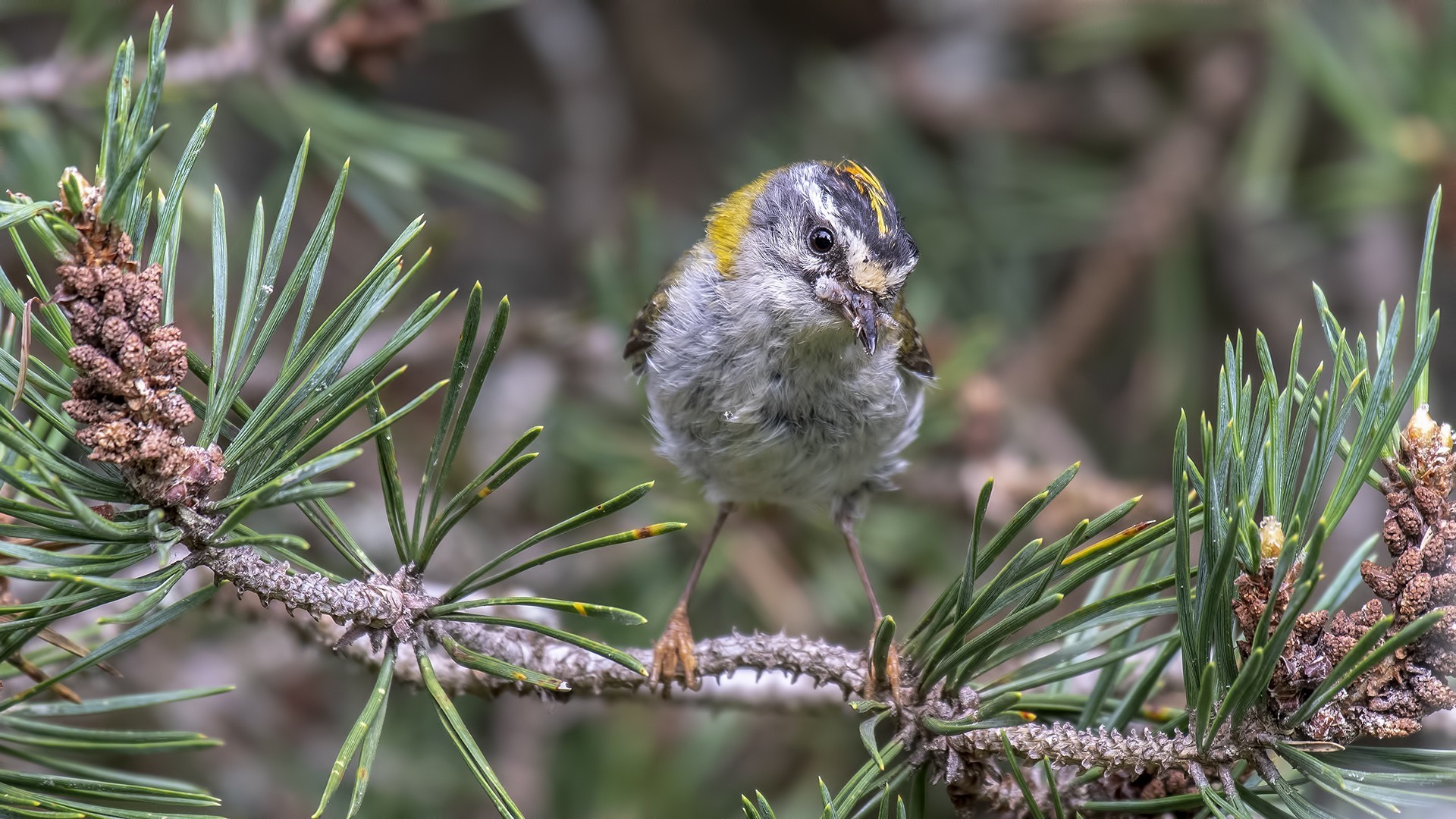 Common Firecrest