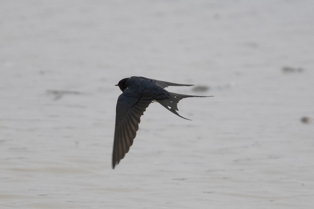 Barn Swallow
