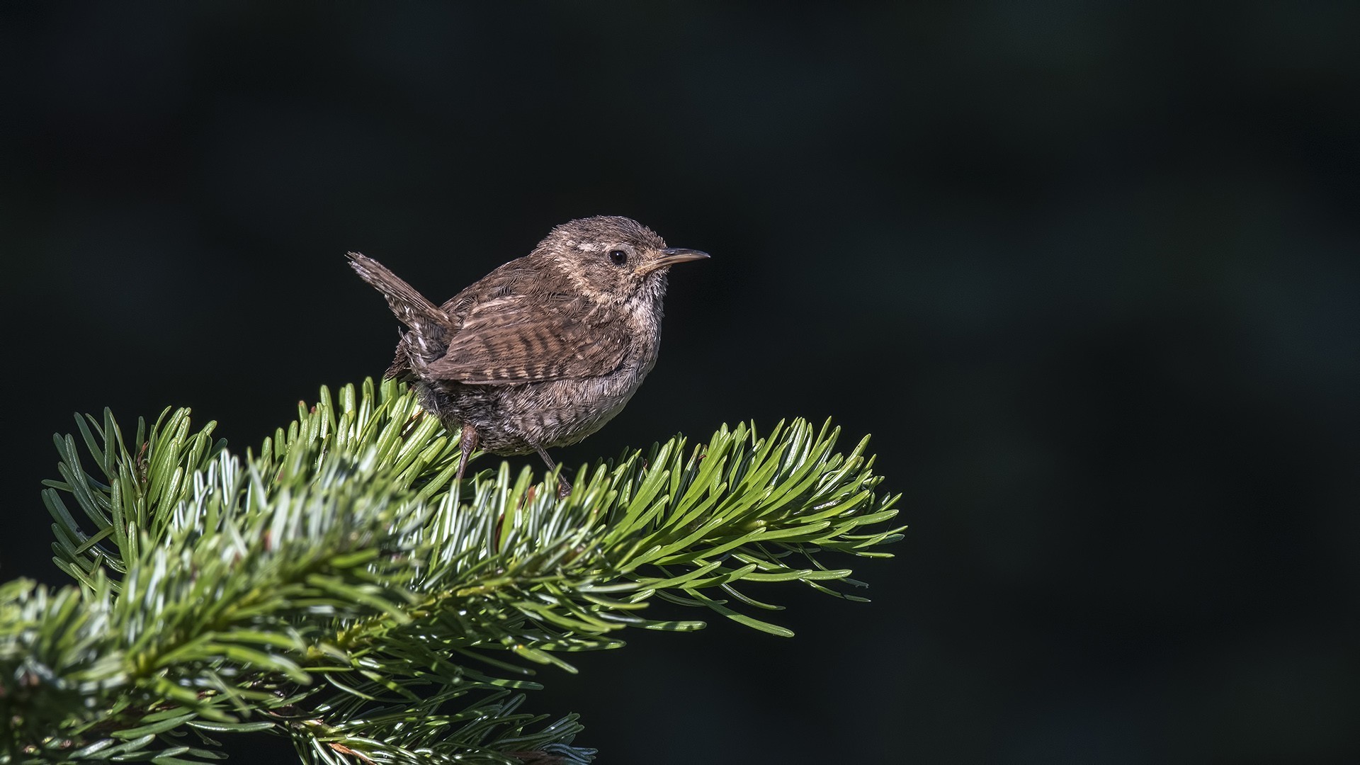 Eurasian Wren