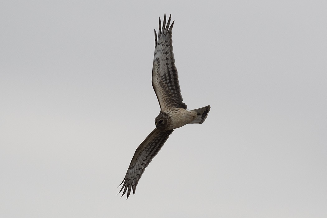 Hen Harrier