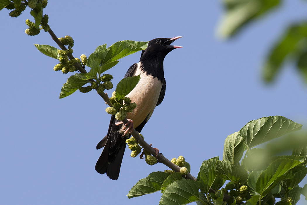 Rosy Starling — Ana fotoğraf