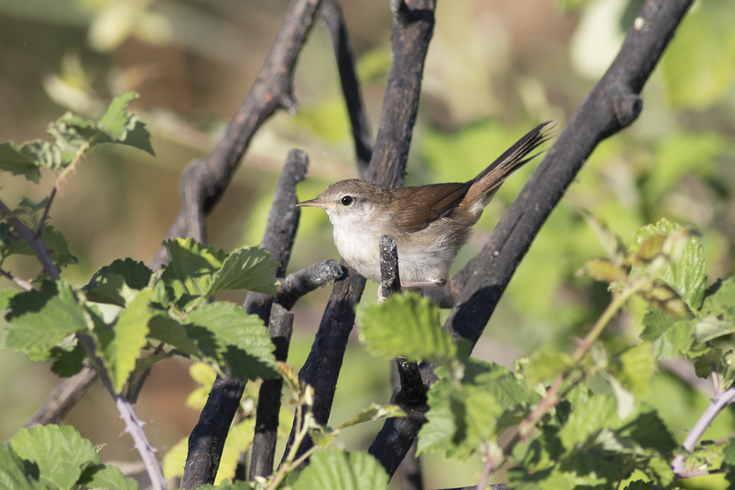 Cetti's Warbler