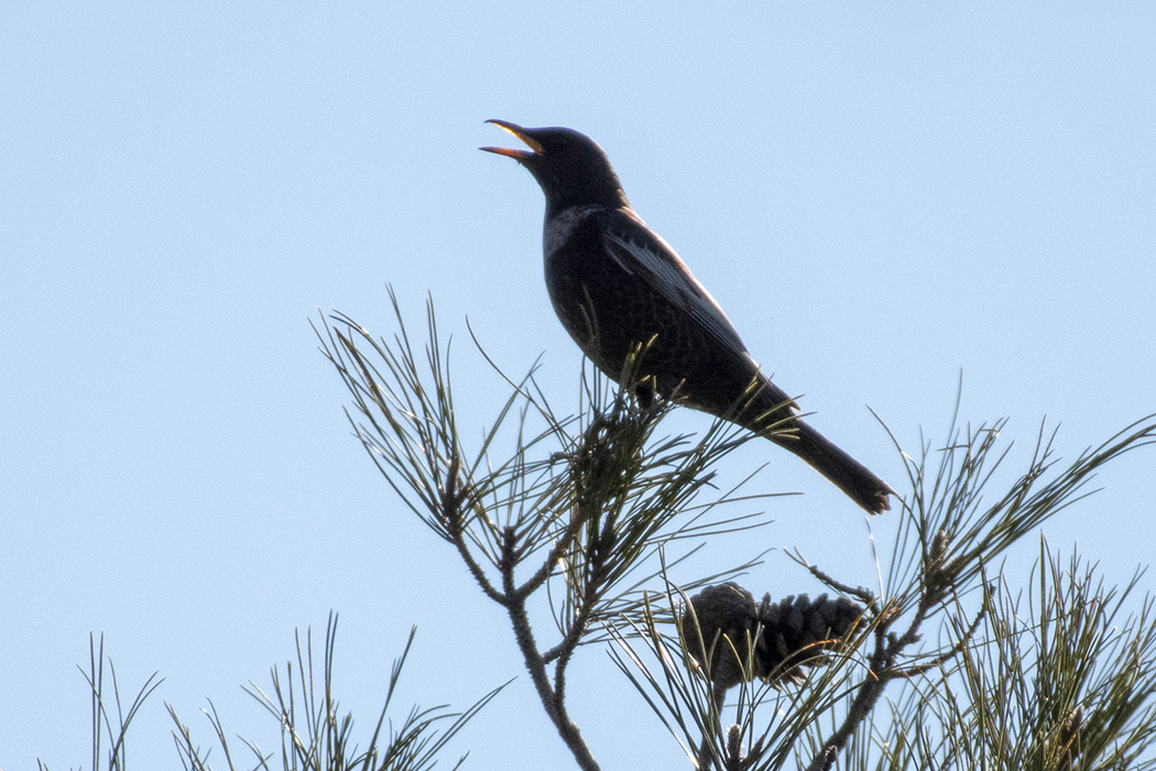 Ring Ouzel