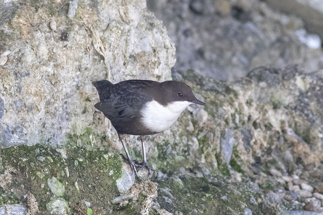 White-throated Dipper