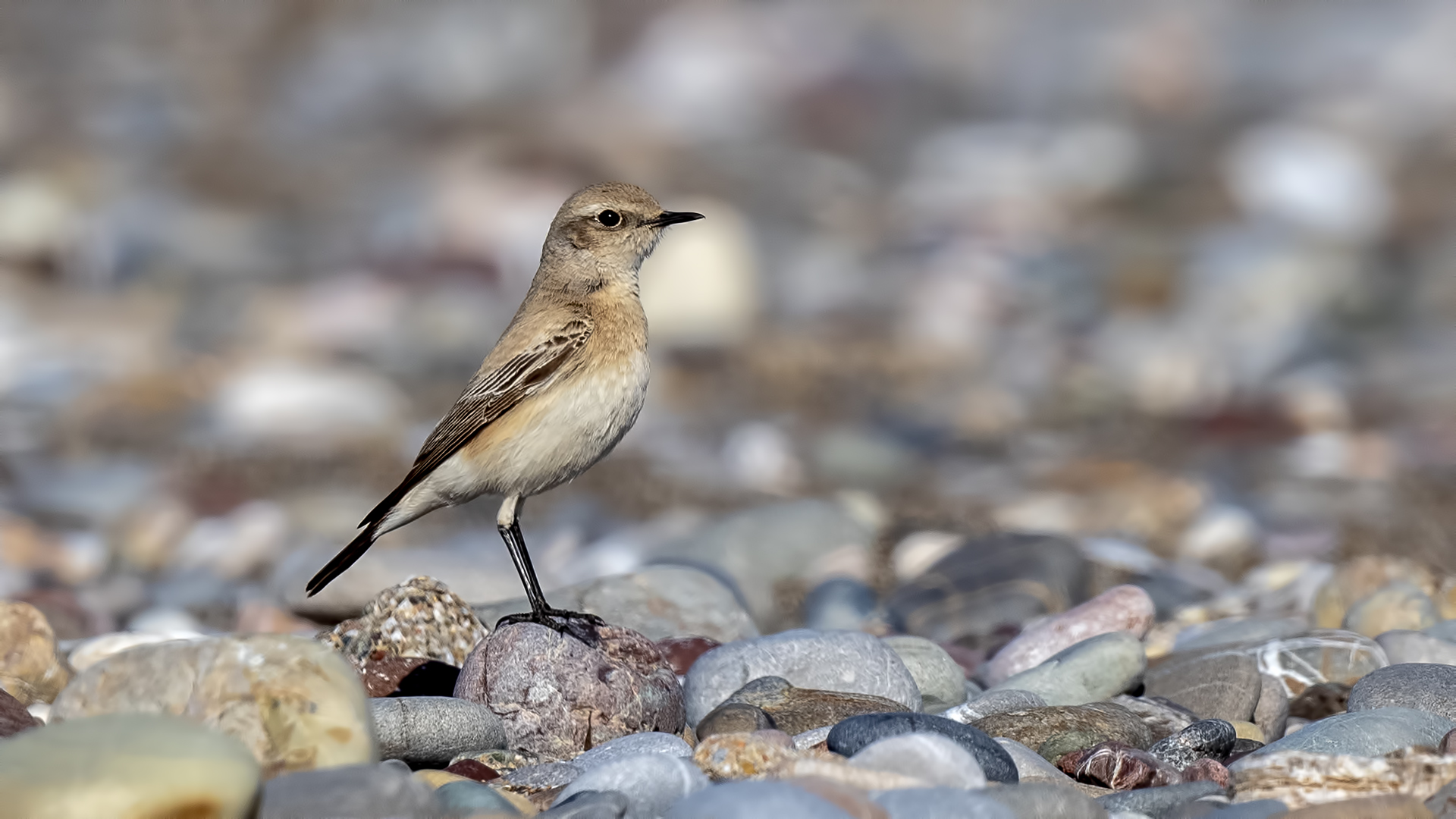 Desert Wheatear