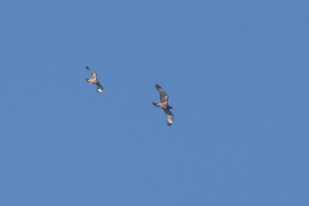 Bonelli's Eagle
