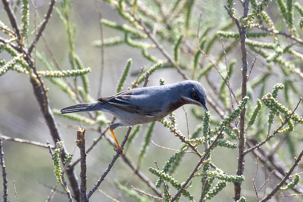 Subalpine Warbler