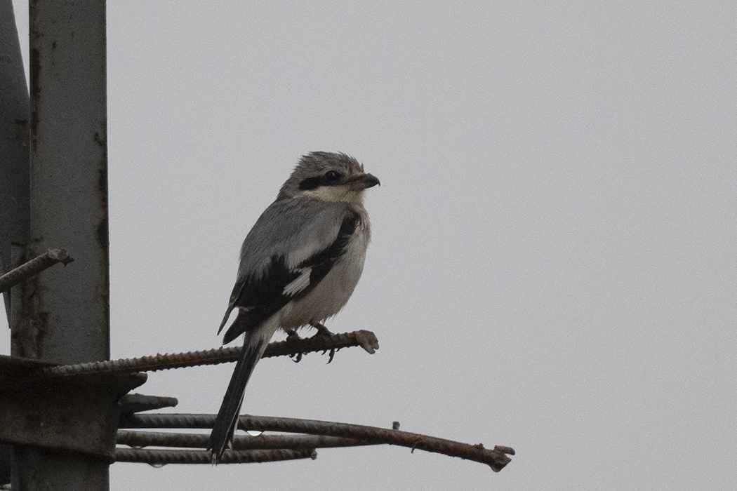 Great Gray Shrike