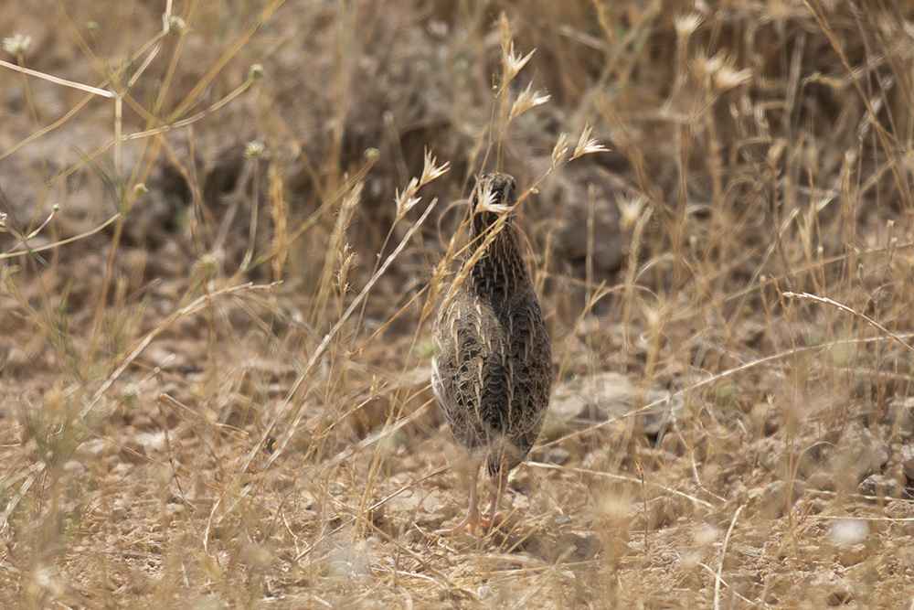 Common Quail