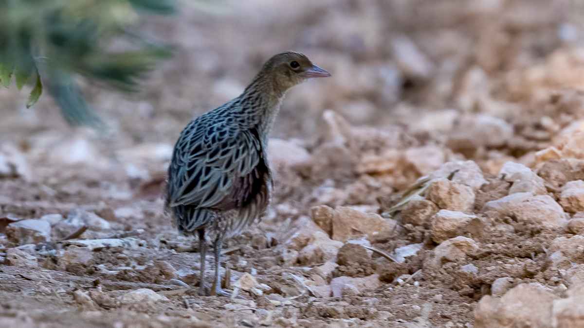 Corn Crake