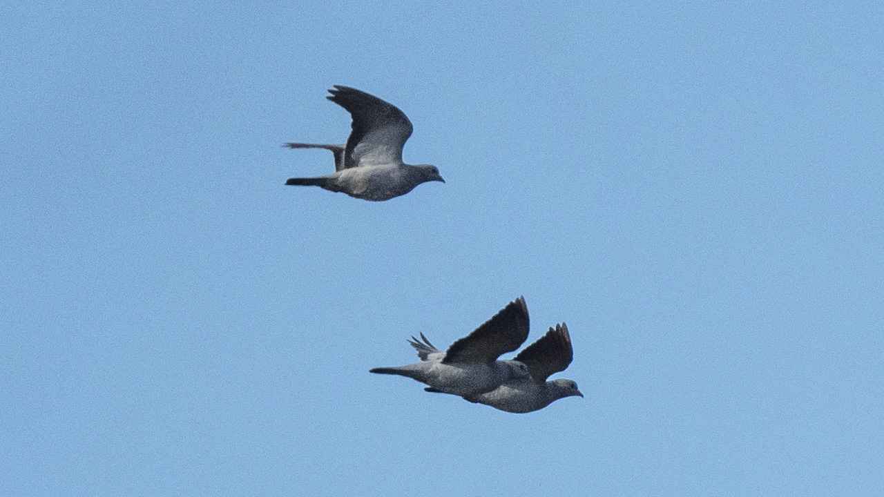 Stock Dove