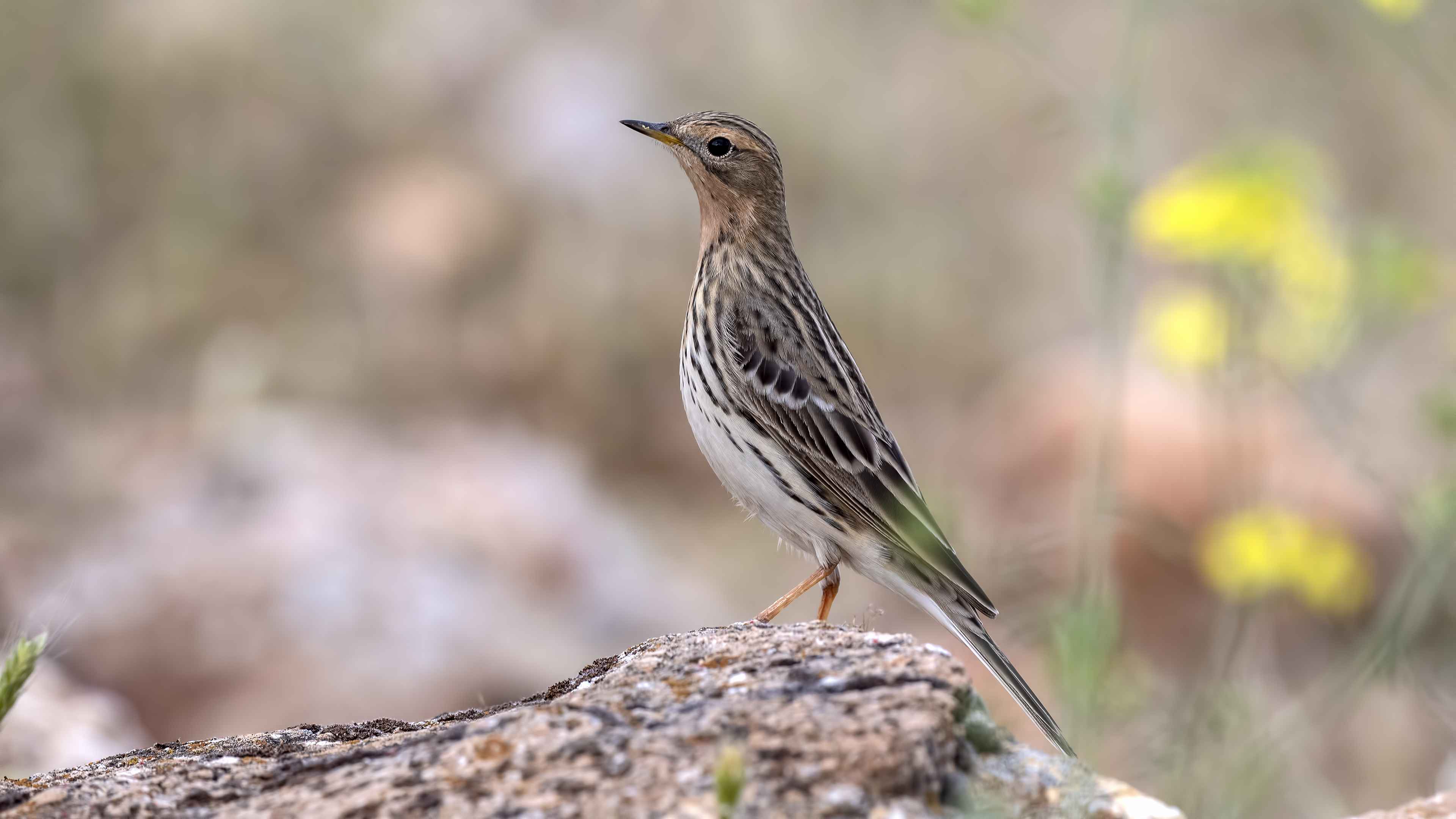 Red-throated Pipit